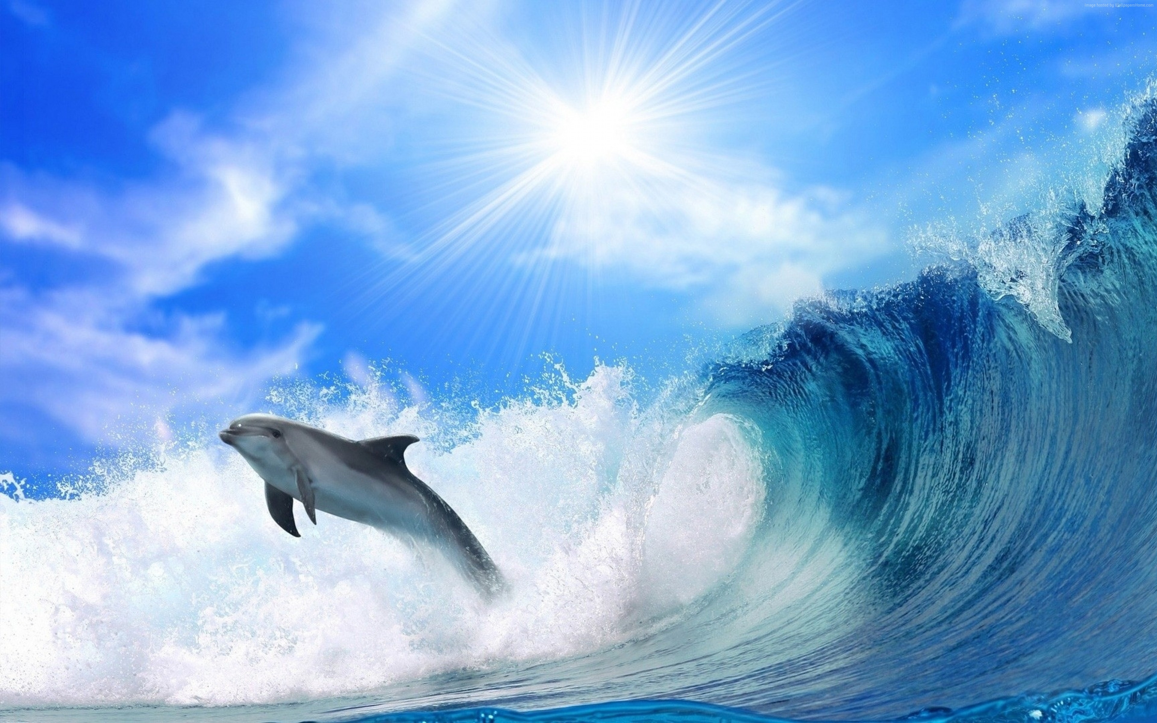 Stock Images dolphin, ocean, 4k, Stock Images
